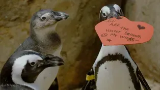 For the Love of Penguins