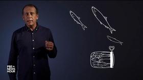 Video thumbnail: PBS NewsHour Author Paul Greenberg on why Americans should eat more fish