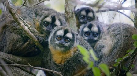 Video thumbnail: Nature Preview of Primates: Episode Two "Family Matters"