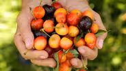 French Magnolia Cooks: Cherries