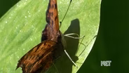 Protecting Butterflies in Kentucky