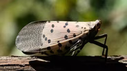 Spotted Lanternflies are The Ultimate Party Crashers