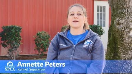 Video thumbnail: byYou News/Public Affairs CCSPCA Behind the Kennel: Annette
