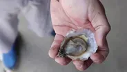 What’s Killing NC’s Prized Oysters?