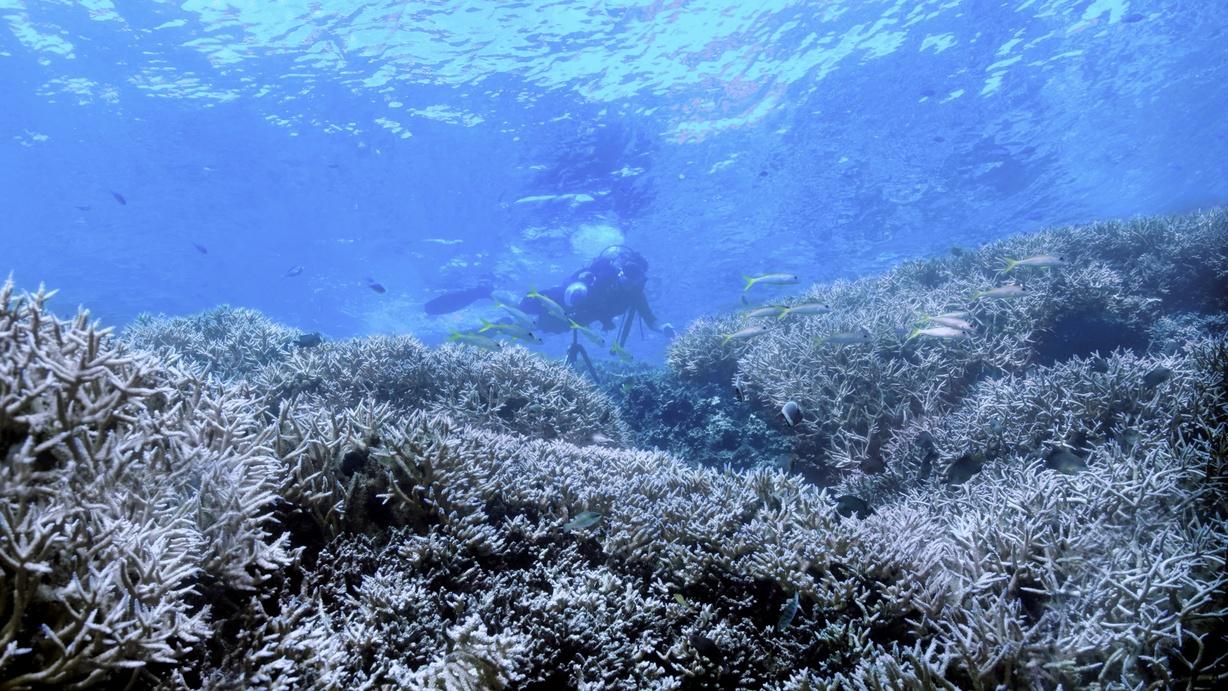 Coral Reefs at the Crossroads