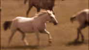 The Horses of the Nez Perce (Journals of Lewis and Clark)