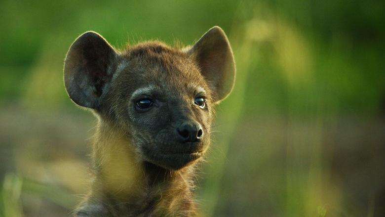 Animal Babies: First Year on Earth Image