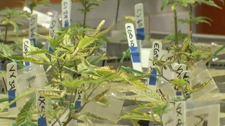 Video thumbnail: NJ Spotlight News Cannabis bill not dead yet, say key lawmakers