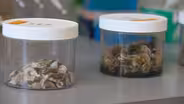 Oysters and Genetics