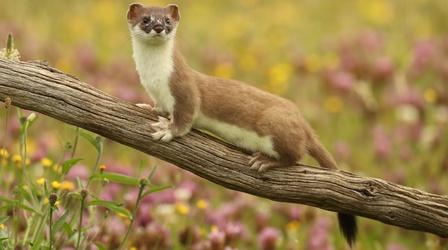 Video thumbnail: Nature The Mighty Weasel - Preview