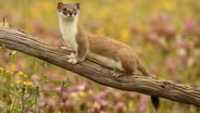 The Mighty Weasel - Preview