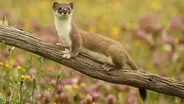 The Mighty Weasel - Preview