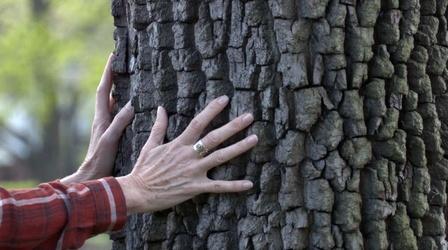 Video thumbnail: MPT Presents Forest Her: The Next Wave of Conservation