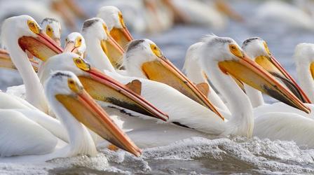 White Pelicans Feeding in Minnesota