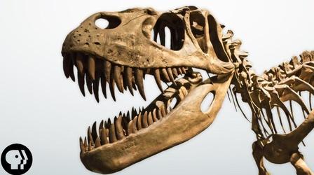Video thumbnail: BrainCraft Dissecting a Dinosaur Brain (sort of)
