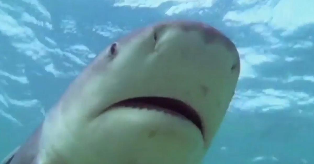 NOVA | This Rare Earth Metal Repels Sharks | Season 39 | Episode 6