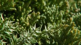 Video thumbnail: Virginia Home Grown Conifer Landscaping; Growing with Green Energy (#1801)