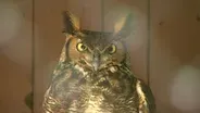 Birds of prey need rehab too