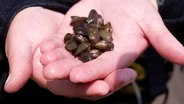 Moving Mussels