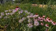 Volunteer Gardener 3306