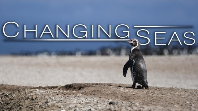 Peru's Desert Penguins | Trailer