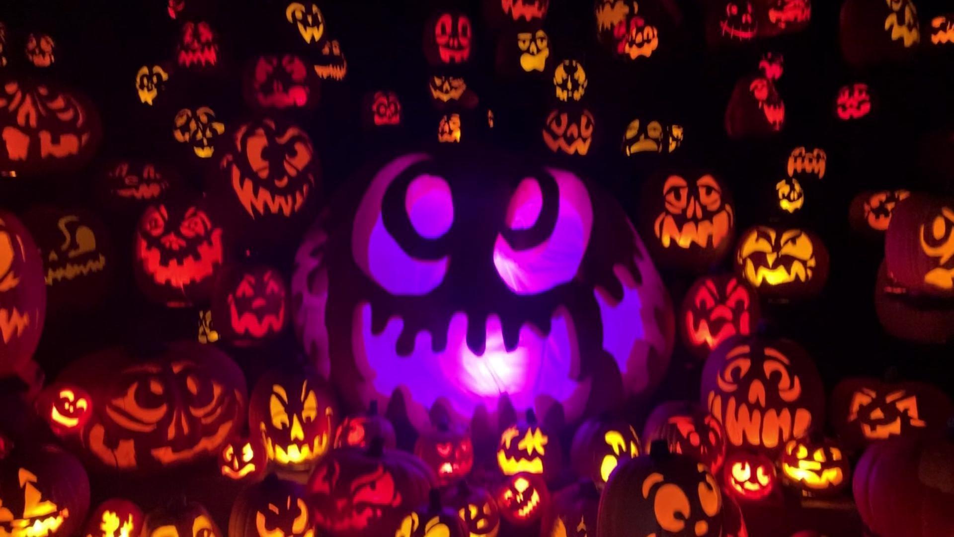 The Wrap | Pumpkin Edition