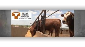 Video thumbnail: Live Here Live Here - 50 Years of TCFA