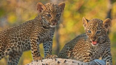 Mother Leopard Protects Cubs from Male Intruder
