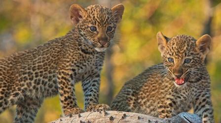 Mother Leopard Protects Cubs from Male Intruder
