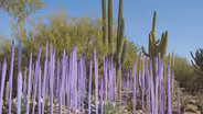 Glass artist takes inspiration from the Arizona desert