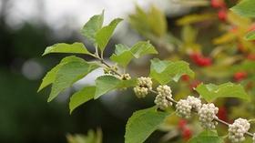 Video thumbnail: Virginia Home Grown Birds Love American Beautyberry