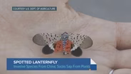 Illinois’ First Infestation of Spotted Lanternfly Confirmed