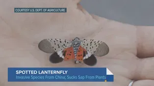 Illinois’ First Infestation of Spotted Lanternfly Confirmed
