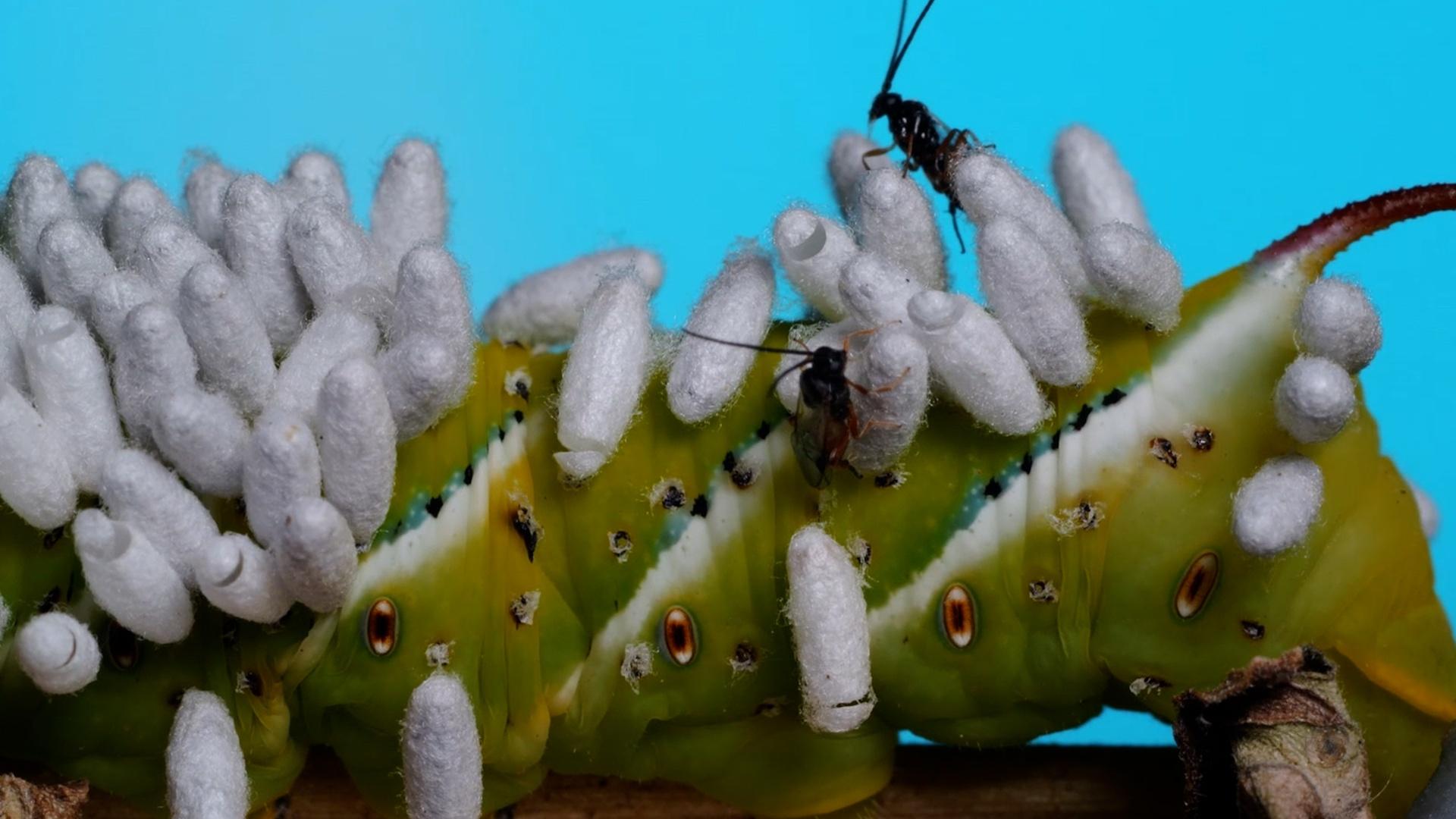 A hornworm covered in tiny wasp eggs.