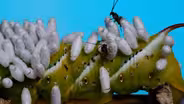 The Natural Way to Get Rid Of Hornworm Caterpillars