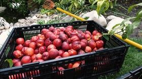 Video thumbnail: Modern Gardener Fruit Share