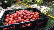 Fruit Share