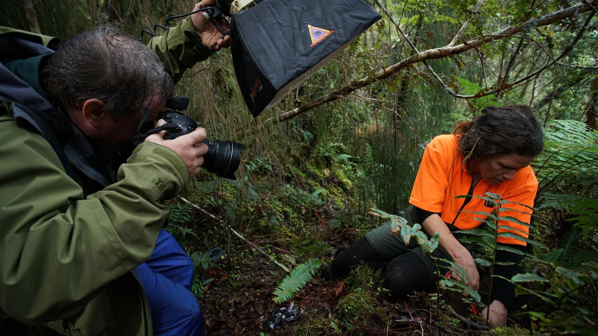 Searching for the Rowi Kiwi