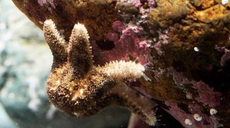 Video thumbnail: Deep Look Watch This Starfish Protect Her Babies From Danger