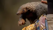 Pangolin Protectors | WILD HOPE