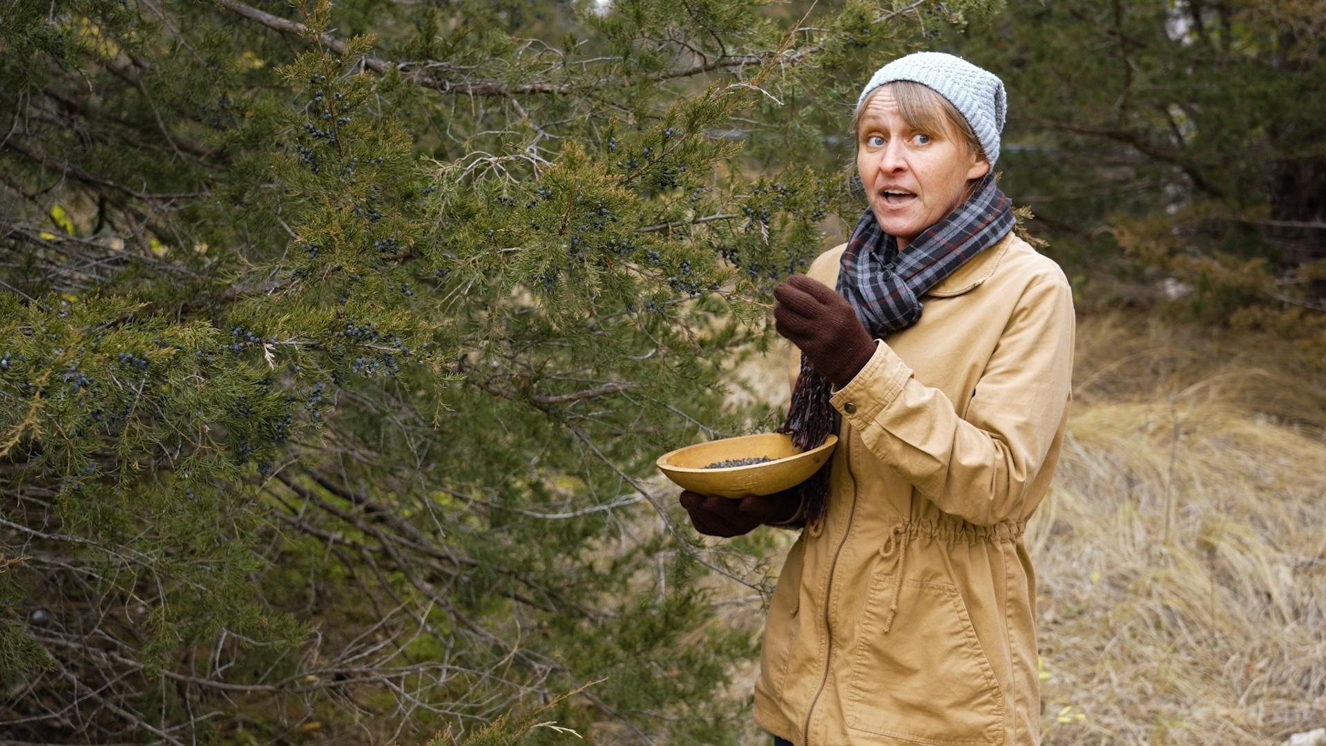 Forager Nicole Zempel explores the culinary uses of juniper on this special episode.