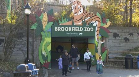 Video thumbnail: Chicago Tonight Brookfield Zoo Marks 100 Years Since Groundbreaking