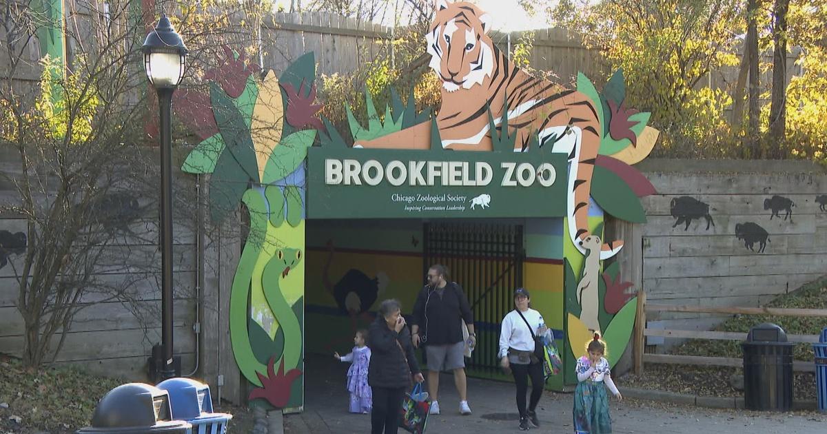 Brookfield Zoo hosting annual 5K Walk & Run - CBS Chicago