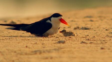 Video thumbnail: Nature African Skimmer Parenting