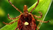 Avoiding Tick-Born Illnesses