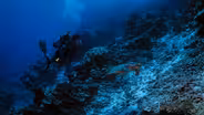MacGillivray Freeman's Coral Reef Adventure