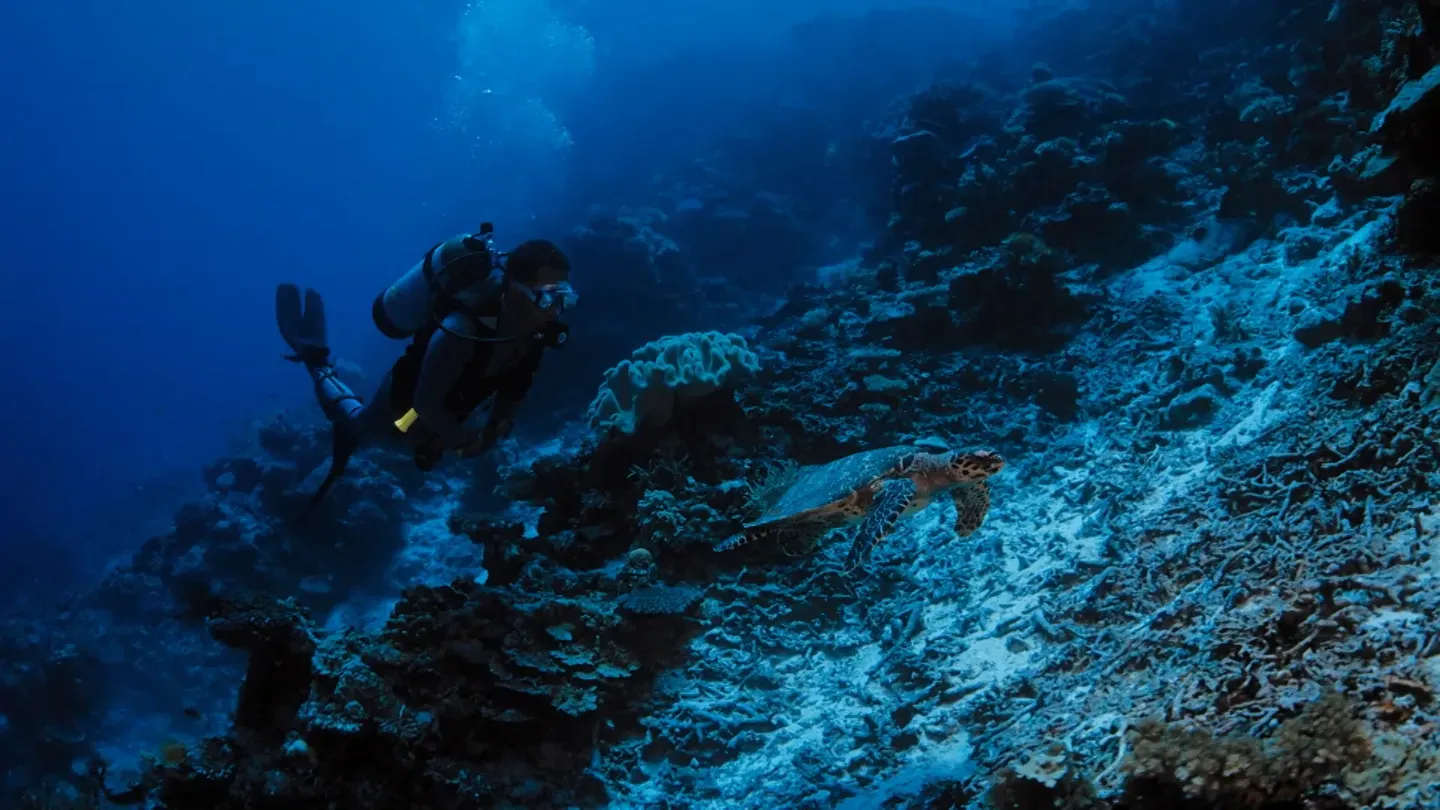 MacGillivray Freeman's Coral Reef Adventure