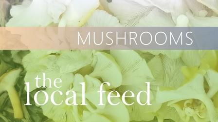 Video thumbnail: The Local Feed Mushrooms | Tivoli Mushroom Supply Company