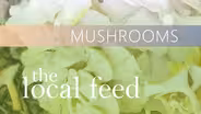 Mushrooms | Tivoli Mushroom Supply Company
