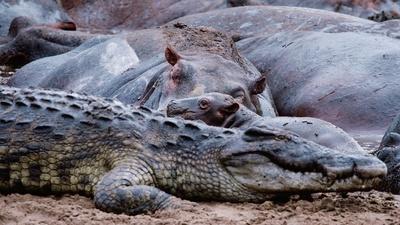 Chaos at the Waterhole